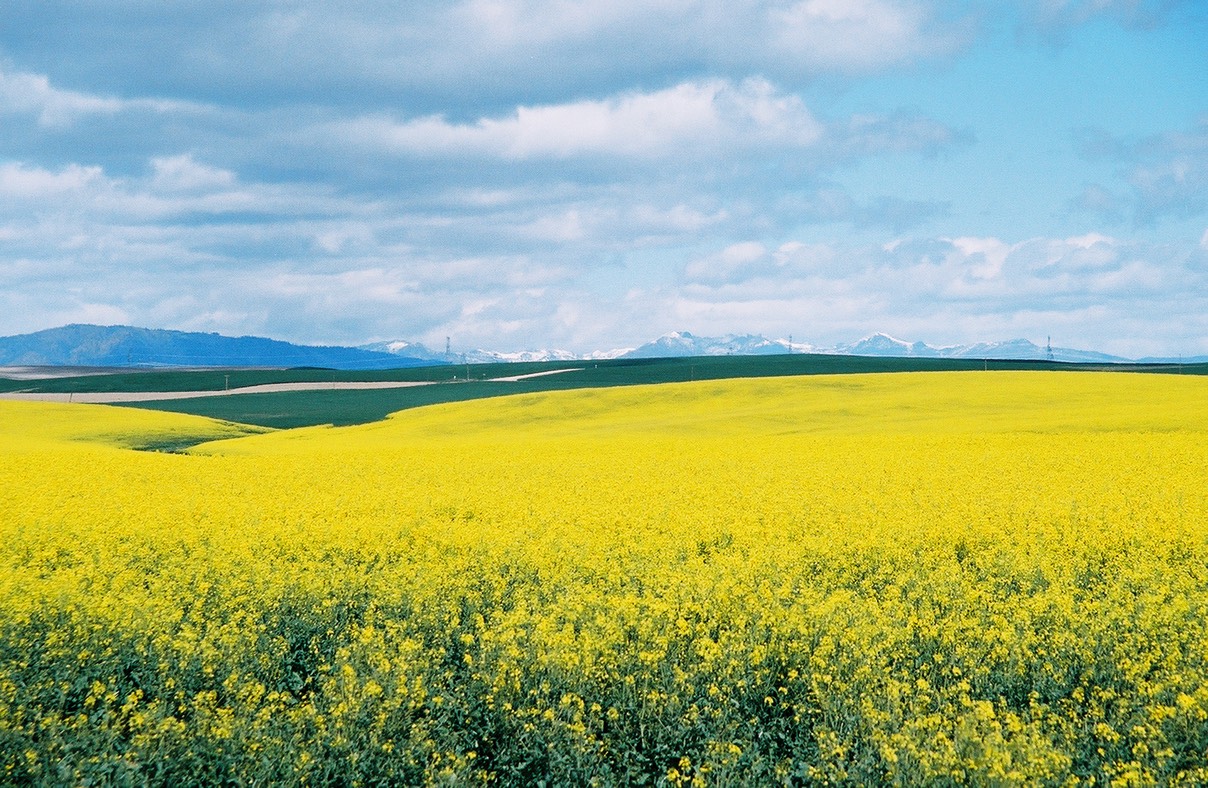 canola2